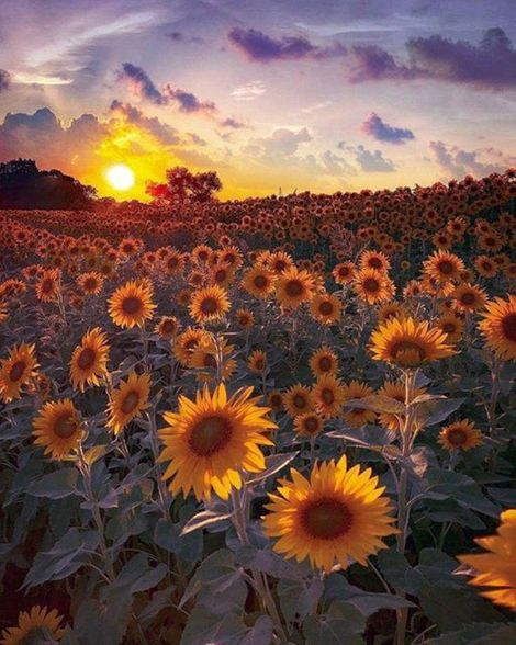 Sunflower garden