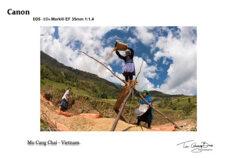 Rice harvest season